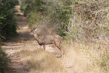 Obraz na płótnie Canvas Wild Deer in Yucatán.