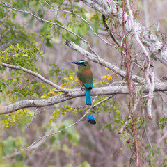 Momoto cejas azules, ave con colores muy llamativos de la península de Yucatán.