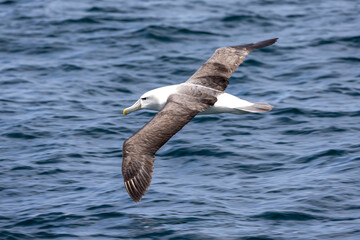 White-capped Mollymawk in Australasia