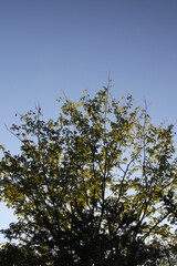Beautiful light,silhouette and blue sky in the morning