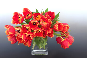 Spring tulip red and yellow flower arrangement in a glass vase. Springtime, Easter and Mothers Day still life nature concept on gradient grey background.