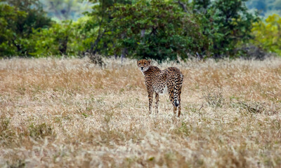 Cheetah stands on an open patch of bushy savannah looking back.