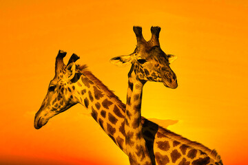 Giraffen und Sonnenuntergang im Nationalpark Tsavo Ost und Tsavo West in Kenia