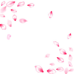 Pink cherry blossom petals isolated