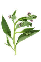 Comfrey herb leaves used in herbal plant medicine to treat skin problems, burns, swelling, sprains and bruises. Is anti inflammatory,  treats arthritis and gout and eases diarrhoea. On white.