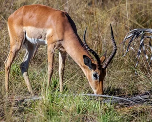 Draagtas Wilde mannelijke Afrikaanse impala-antilope bij bar. © okyela