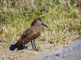 View of hammerhead bird, or shadow bird on sandy riverbank.