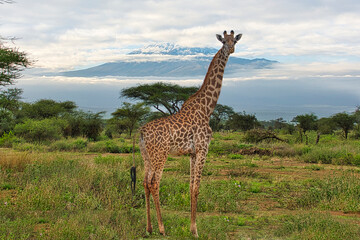 Giraffen und der Kilimandscharo im Amboseli Nationalpark 