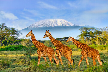 Giraffen und der Kilimandscharo im Amboseli Nationalpark  - obrazy, fototapety, plakaty