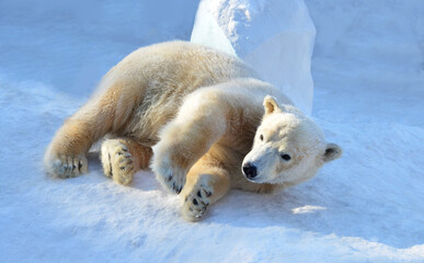 The white bear cub is lying on the snow