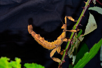 Mantis on blackberry plant with  dark background