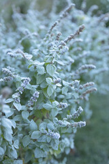 Frost flowers 
