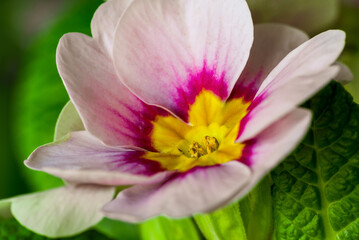 Fototapeta na wymiar Bright rose primula flowers blooming in spring. Close-up.