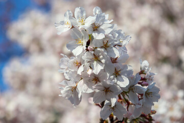 青空と桜の花