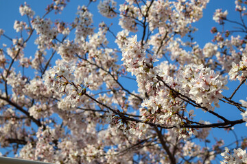 青空と桜の花