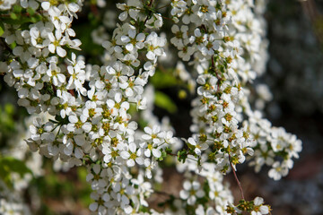 白い小さな花「ユキヤナギ」のクローズアップ