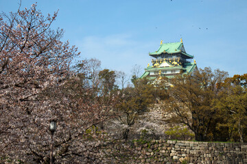 桜の花と大阪城