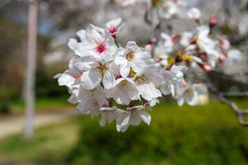 桜の花のクローズアップ