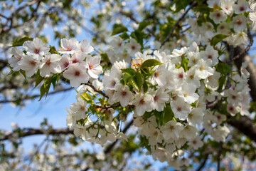 桜の花のクローズアップ