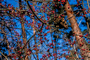 Dog rose red fruits (Rosa canina, Briar). Wild ripe rosehips on bush in nature