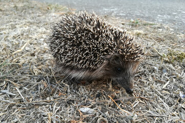 Hedgehog in the grass