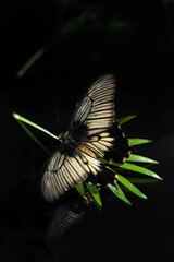 Large tropical butterfly Papilio lowi on green sheet of shading. Black glass background. Reflection of a butterfly