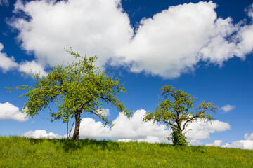 Obstbäume vor Wolkentürmen