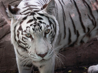 face of an imposing white tiger, it is in a zoo in mexico city.