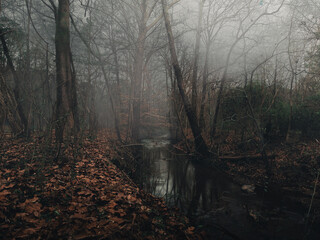 Moody winter forest lake 