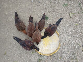 Hens feeding by farmers hand.