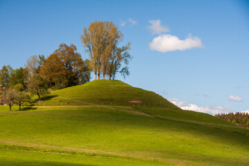 Hügel im Allgäu mit Solitärbaum 