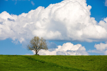 Landschaft im Allgäu mit Solitärbaum und Wolken