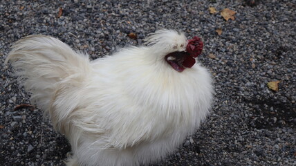 Silk chicken or cotton chicken is a breed of chicken that is named after its smooth and silky feel