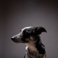 Border collie blue heeler mix portrait in studio on dark background