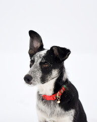 Naklejka na ściany i meble Border collie blue heeler mix outside in winter with snow on face and wearing a red seasonal collar