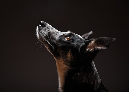 Border collie blue heeler mix portrait in studio on dark background