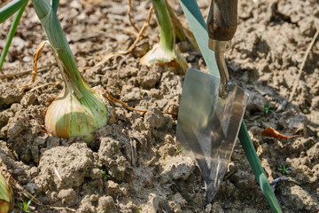 Shallot onions growing in earth in the garden with garden shovel. Shallow depth of field