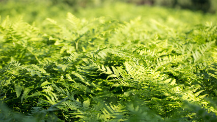 Fern leaf. Fern leaves foliage in the forest