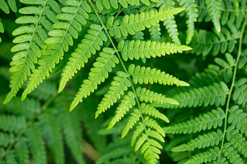 Fern leaf. Fern leaves foliage in the forest