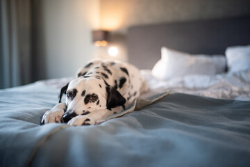 Dalmatian dog on white soft comfortable bed. Pet in hotel room. Pet friendly hotel. Travel with dog. Sleepy dog in bed. Lazy dog. Sad dog waiting for owner. Copy space. Place for text