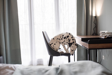 Dalmatian dog on white soft comfortable bed. Pet in hotel room. Pet friendly hotel. Travel with dog. Sleepy dog in bed. Lazy dog. Sad dog waiting for owner. Copy space. Place for text - 483434261