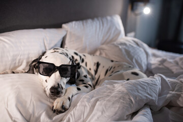Dalmatian dog on white soft comfortable bed. Pet in hotel room. Pet friendly hotel. Travel with dog. Sleepy dog in bed. Lazy dog. Sad dog waiting for owner. Copy space. Place for text