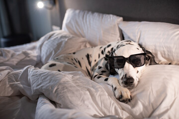 Dalmatian dog on white soft comfortable bed. Pet in hotel room. Pet friendly hotel. Travel with...