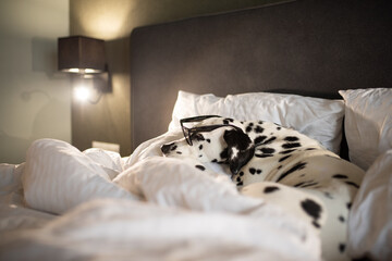 Dalmatian dog on white soft comfortable bed. Pet in hotel room. Pet friendly hotel. Travel with...