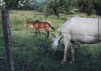 Obraz premium horses in a meadow