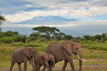 Elefanten und der Kilimandscharo im Amboseli Nationalpark
