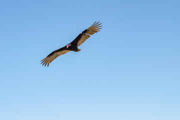 Flying turkey vulture (Cathartes aura) with a damaged wing flies in the blue sky. Wildlife photography.	