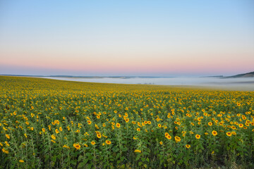 field of sunflowers in morning fog, meadow in fog, morning fog in field