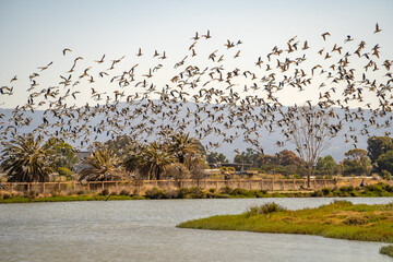 A large flock of American Avocets (Recurvirostra americana) takes off over the lake. 