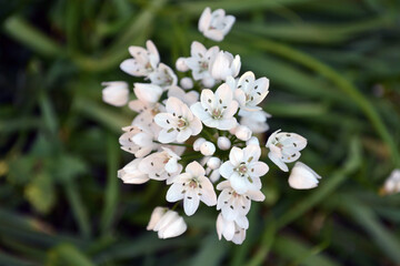 Allium ursinum, known as wild garlic, ramsons, buckrams, broad-leaved garlic, wood garlic, bear leek or bear's garlic.